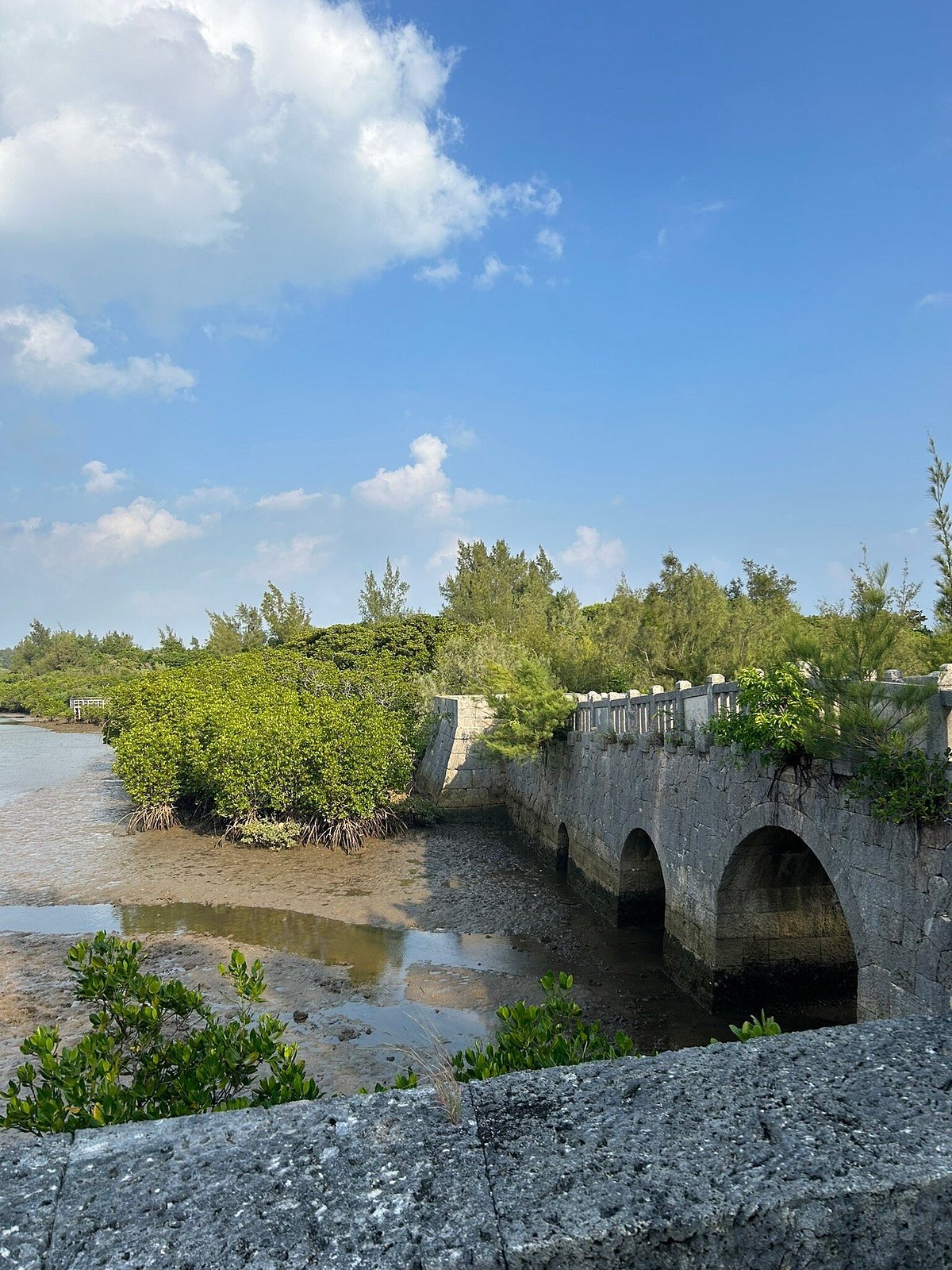 🌳 시마지리 맹그로브 숲(島尻のマングローブ林) 이미지 3